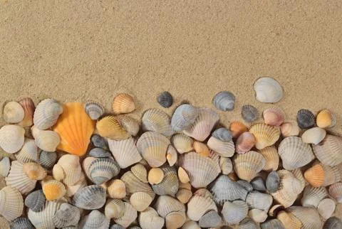Seashells on a sand background Stock Photos