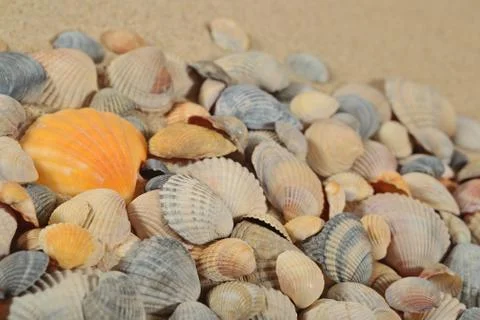 Seashells on a sand background Foto stock