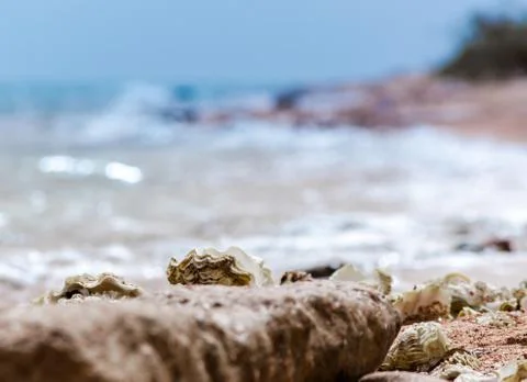 Seashells on the sand on the beach against the backdrop of the sea close up Stock Photos