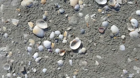 Seashells on the sand on a beach Stock Footage 93124047