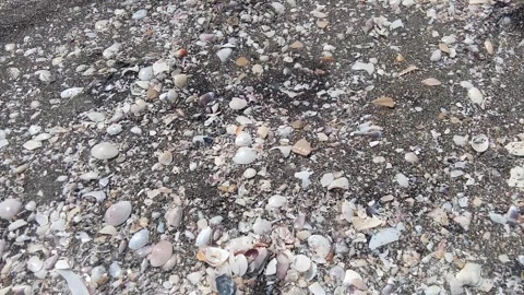 Seashells on the sand by the beach. Stock Footage 299807742