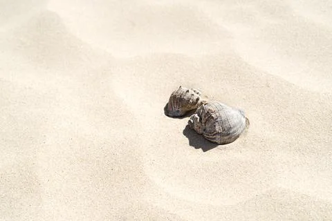 Seashells on the sand on the beach with hard shadow in the heat top view with Foto stock
