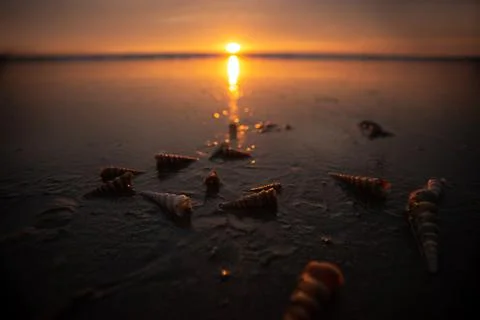 Seashells on a sand beach Stock Photos