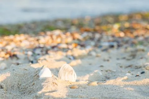 Seashells on the sand of the beach Stock Photos