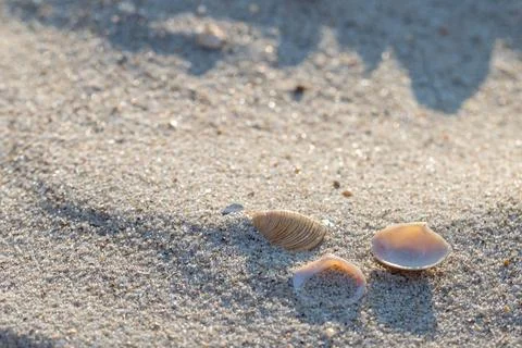 Seashells on the sand of the beach Stock Photos