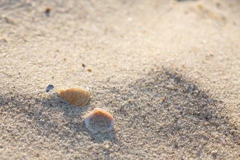Seashells on the sand of the beach Stock Photos