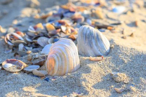 Seashells on the sand of the beach Stock Photos