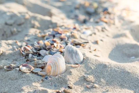 Seashells on the sand of the beach Stock Photos