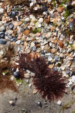 Seashells in the sand on the beach Stock Photos