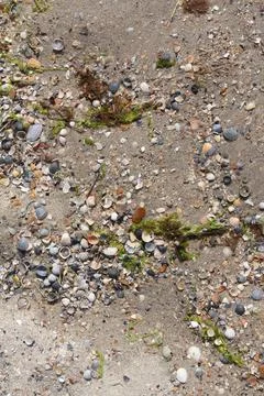 Seashells in the sand on the beach Stock Photos
