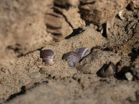 Seashells in the sand on the beach Fotos Stock
