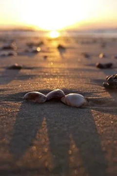 Seashells on the sand of the beach. Foto stock