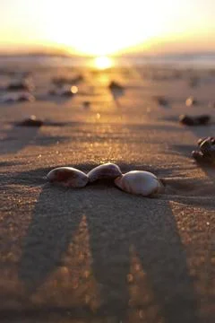 Seashells on the sand of the beach. Stock-Fotos