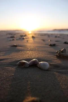 Seashells on the sand of the beach. Fotos Stock