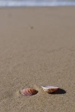 Seashells on the sand of the beach. Stock Photos