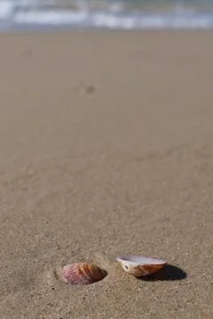 Seashells on the sand of the beach. Stock-Fotos