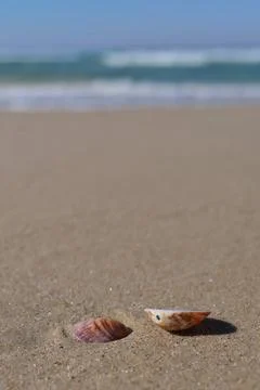 Seashells on the sand of the beach. Foto stock