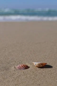 Seashells on the sand of the beach. Stock Photos