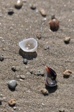 Seashells on the sand of the beach. Stock-Fotos