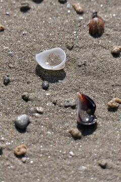 Seashells on the sand of the beach. Stock Photos