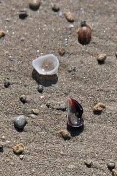Seashells on the sand of the beach. Foto stock