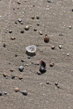 Seashells on the sand of the beach. Foto stock
