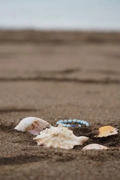 Seashells on the sand at a beach Stock Photos
