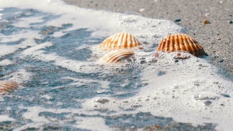 Seashells in the sand beach, waves splash on the shells.Beautiful seashells on a Stock Footage 83020436