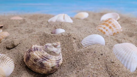 Seashells on the sand on a blue background Stock Footage 196010264