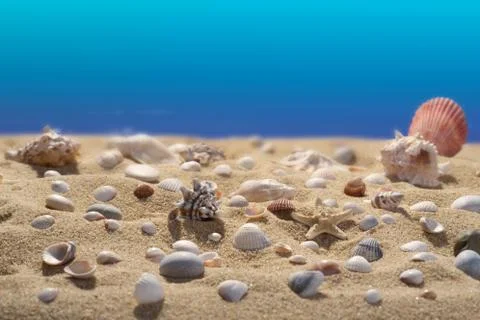 Seashells in the sand. Blue background. Scene of underwater life. Stock Photos