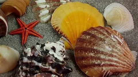 Seashells on the Sand  Stock Footage 62975044