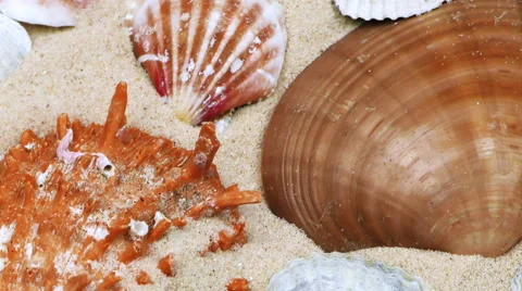 Seashells on Sand Stock Footage 66188629