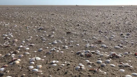 Seashells on sand form dense beach texture with shell pattern - Seaside Shells Stock Footage 339339577