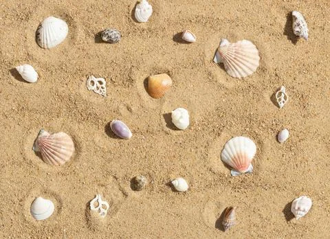 Seashells on the sand pattern. Beautiful different shells on the sandy beach  Stock Photos