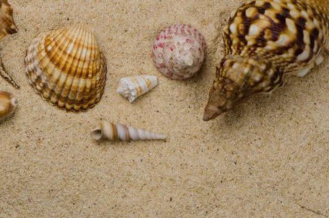 Seashells on the sand Stock Photos