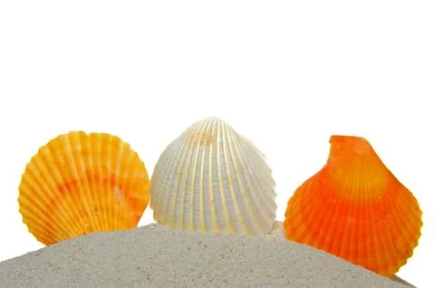 Seashells on sand Stock Photos
