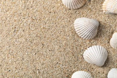 Seashells on the sand Stock Photos