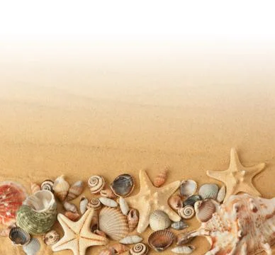 Seashells on sand Stock Photos