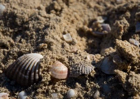 Seashells in sand Stock Photos