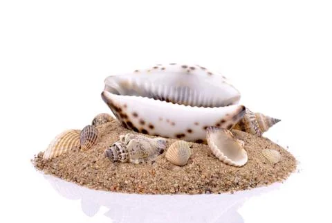 Seashells with sand Stock Photos