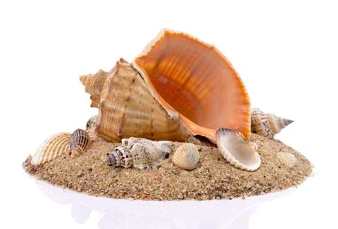 Seashells with sand Stock Photos