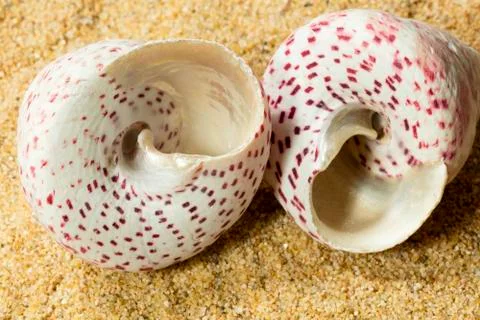 Seashells on Sand Stock Photos