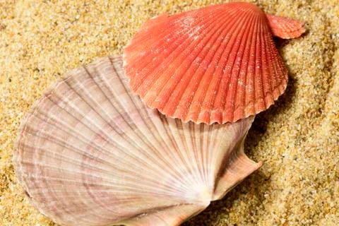 Seashells on Sand Stock Photos