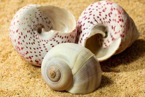 Seashells on Sand Foto stock