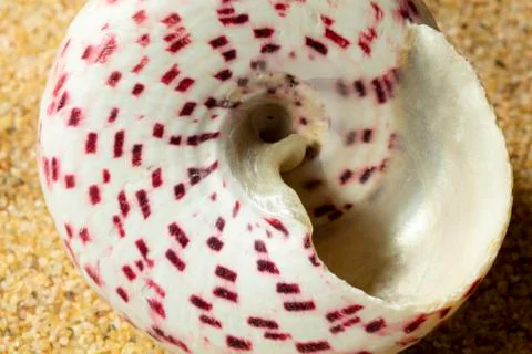 Seashells on Sand Foto stock