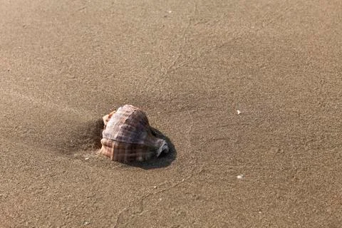 Seashells in the sand Stock Photos