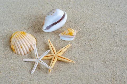 Seashells on sand Stock Photos