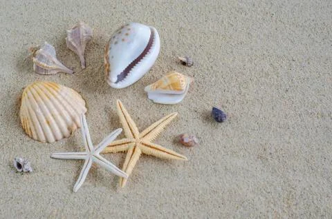 Seashells on sand Stock Photos