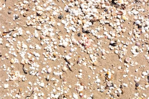 Seashells on the sand Stock Photos