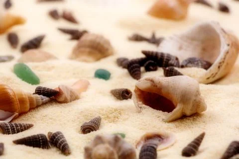 Seashells in the sand Stock Photos